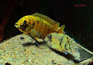 Metriaclima sp. 'zebra gold' Kawanga